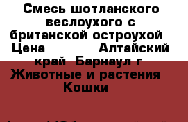 Смесь шотланского веслоухого с британской остроухой › Цена ­ 1 000 - Алтайский край, Барнаул г. Животные и растения » Кошки   